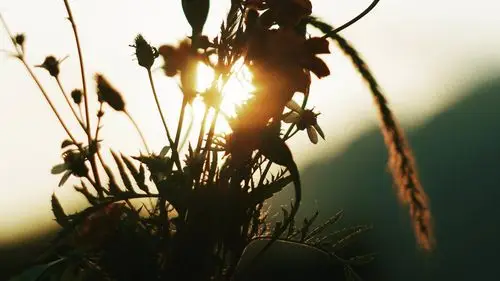 惬意唯美植物桌面壁纸