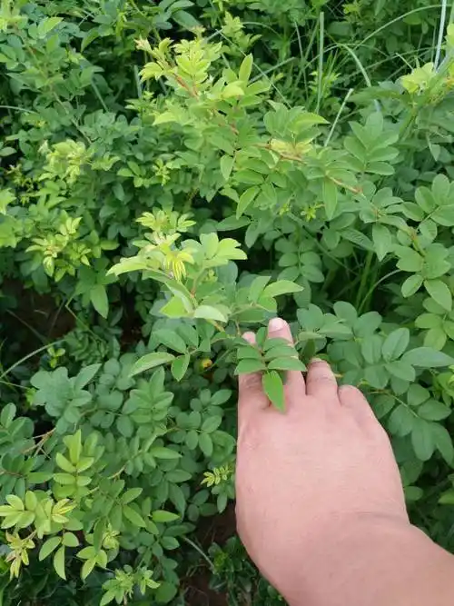 50公分黄木香一棵,盆栽苗60公分1米黄木香价格行情