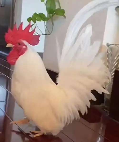 网红宠物鸡好运病危主人1天花2000元抢救网友这份感情是无价的希望