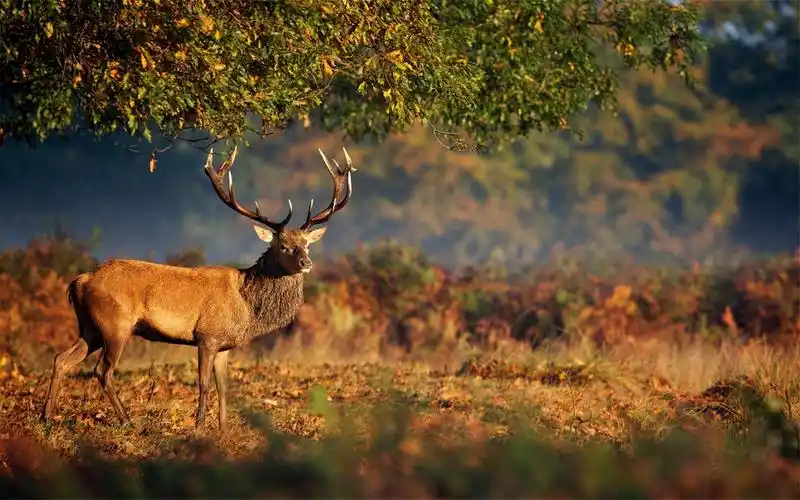 威武雄壮的麋鹿高清唯美逆光桌面壁纸第二辑