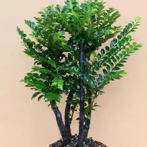 小叶紫檀盆景,香气醇厚,养护轻松,寓意美好