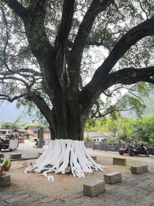 东门楼前有一颗榨树叫夫妻榨,有着150多年的树龄,因其树干一分为二像