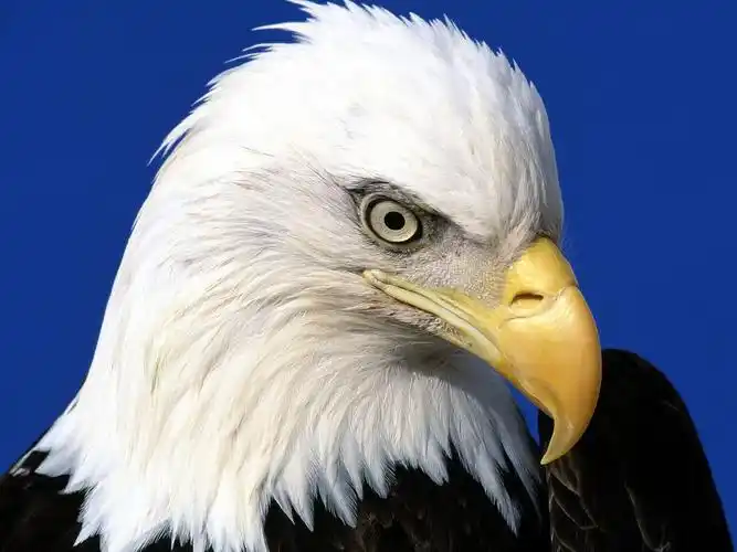 老鹰图片鸟类老鹰飞禽