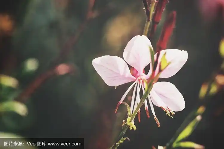 漂亮的粉红色花朵复古风格