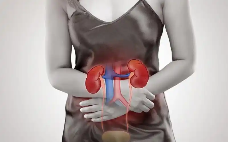 腰子就是肾脏么有什么作用腰子是什么部位干嘛用的