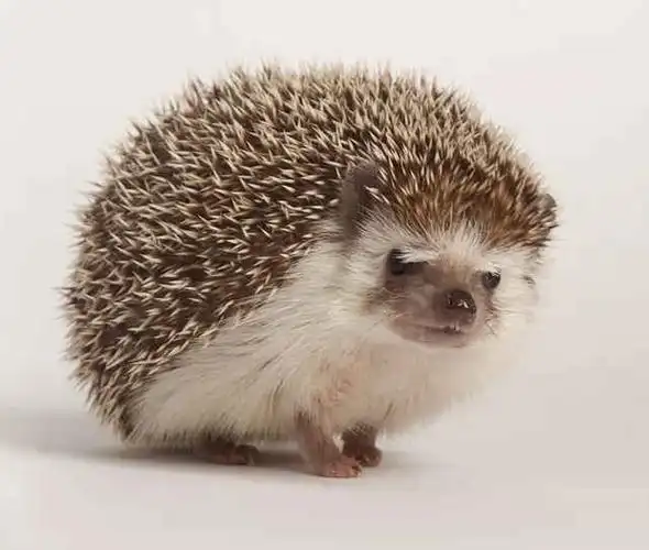 你会养刺猬当宠物吗?