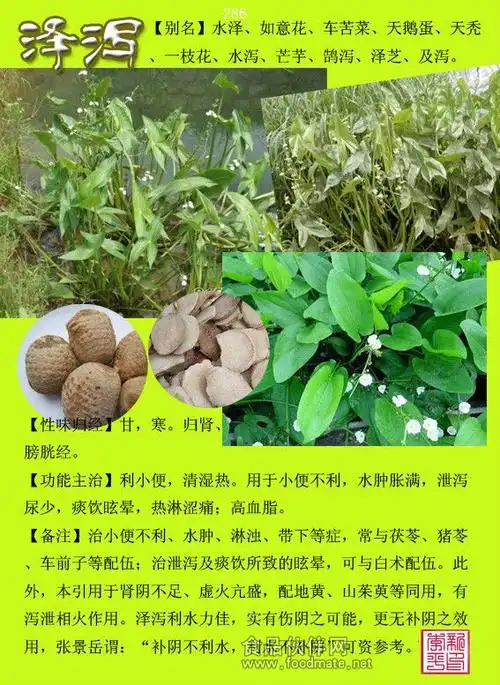 泽泻提取物 泽泻浓缩粉 泽泻浸膏粉