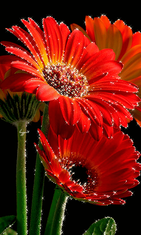 动态图片和视频设置成桌面壁纸和锁屏您可以尝试使用第三方软件实现