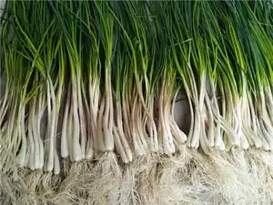 农家自种带苗荞头茭头蒜头葱头荞头苗现挖带叶根新鲜蔬菜500