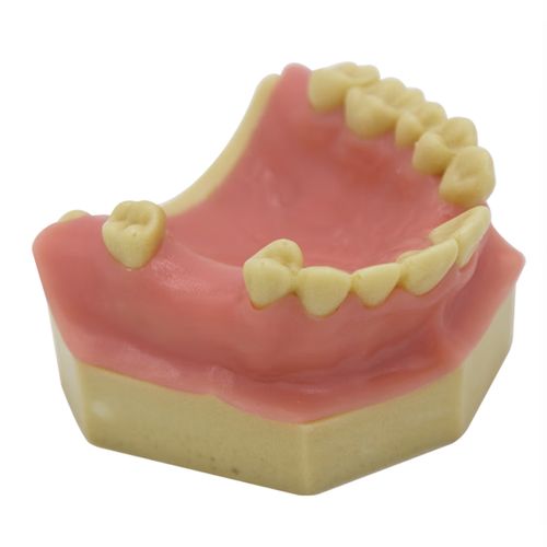 平价好货牙齿模型口腔模型牙科材料牙齿种植练习上颌窦