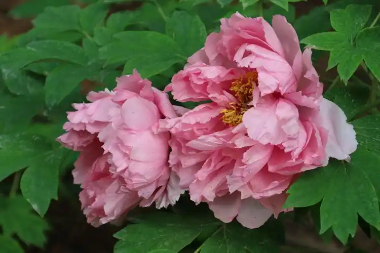 2019年牡丹花集锦一一花色及品种一览.