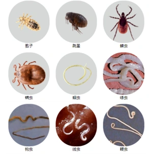 猫身上的寄生虫种类非常多,而且部分寄生虫还会传染给人,引起某些传染