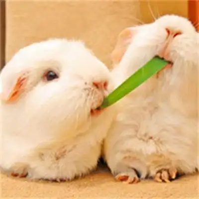 小白兔图片可爱萌萌头像