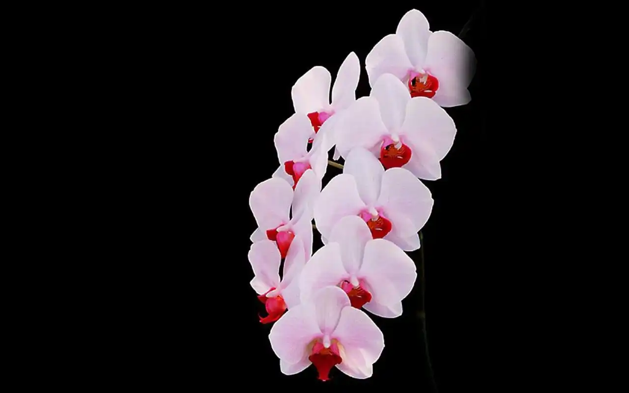 黑色背景下的超清兰花壁纸第二辑高清大图预览1440x900_植物壁纸下载