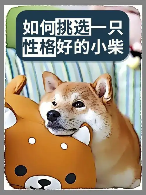 如何挑选一只性格好的小柴犬