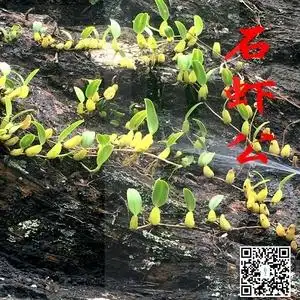 洪冠优品现采新鲜石橄榄单叶小果石橄榄石虾公石上豆特产一斤包邮