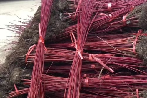 25/棵 红瑞木树红梗木凉子木红杆麻球红柳红马球庭院绿化工程植物苗木