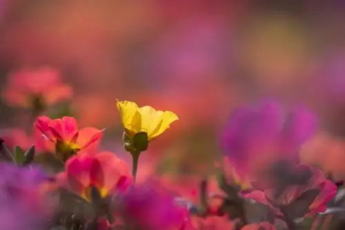 初秋早晨的暖暖的阳光照在太阳花上