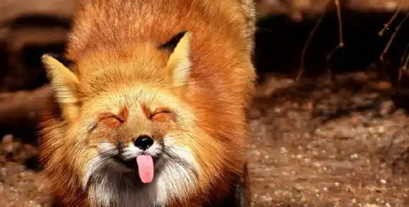 大耳狐耳朵超级大的小狐狸生活在沙漠地带主食居然是白蚁