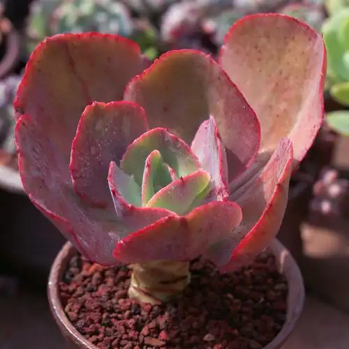 初吻多肉植物巨型大株老桩云南肉肉绿植盆栽绿植