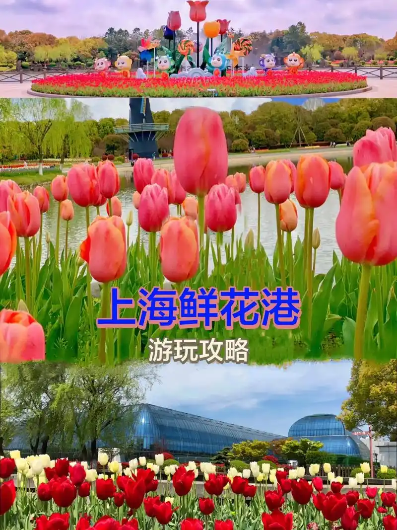 上海鲜花港丨郁金香花展丨游玩攻略.78156997周末出游去哪嗨?