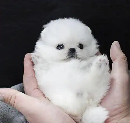 大图模式不仅如此,茶杯犬的体质极差,抵抗力非常弱