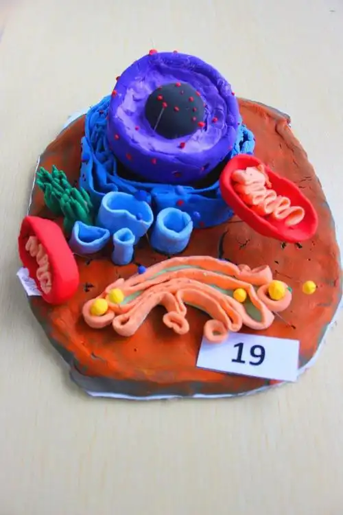 高一生物模型大赛 | 快来pick你心目中的生物(模型)大师吧!