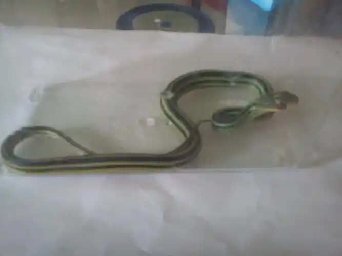 这是什么蛇?要怎么养?喂什么?