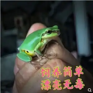 无毒雨蛙雨林缸造景观赏树蛙雨蛙活体活物异宠物姥爷
