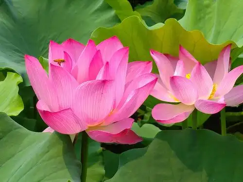 美丽吉祥莲花祝你吉祥快乐!