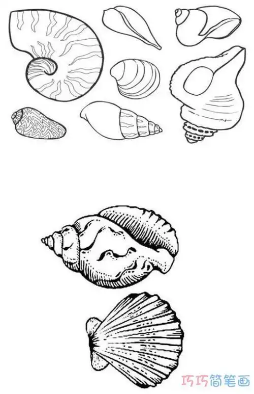 小海螺简笔画小海螺简笔画简单