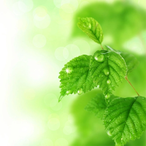 清新绿色简约背景图