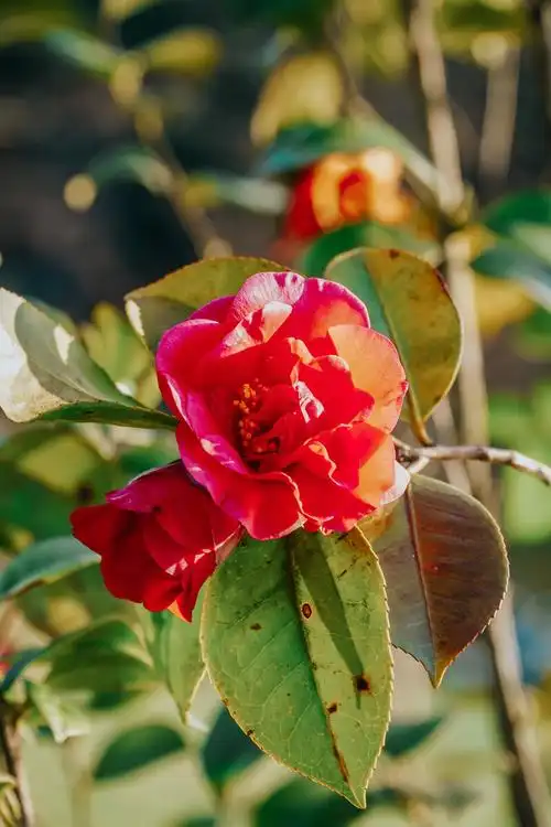 风景风光东湖春天绿鲜花