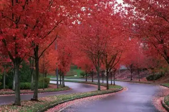 中国十大行道树行道树之王上榜第十最为常见