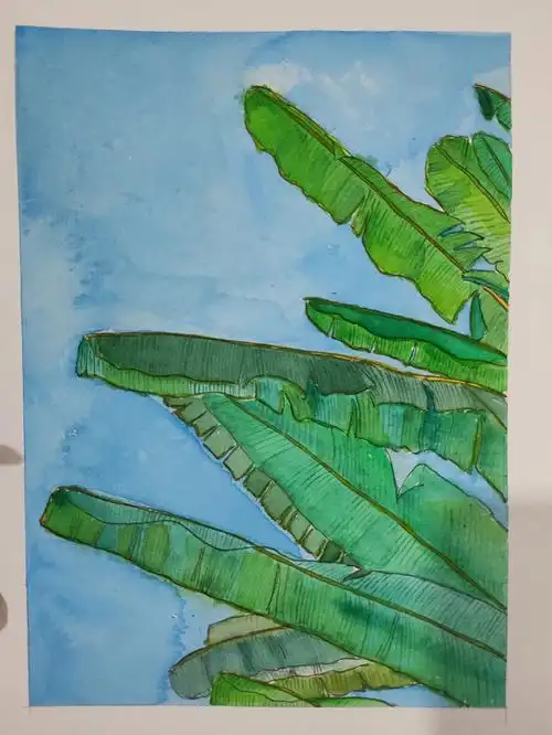芭蕉叶水彩练习