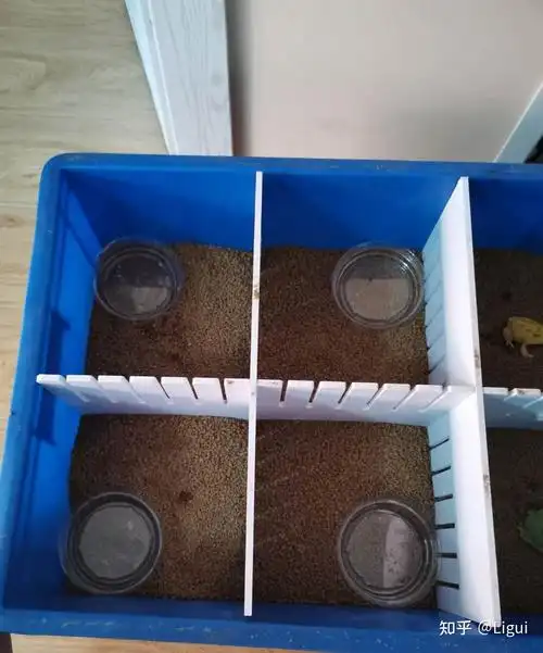 角蛙饲养二之环境布置