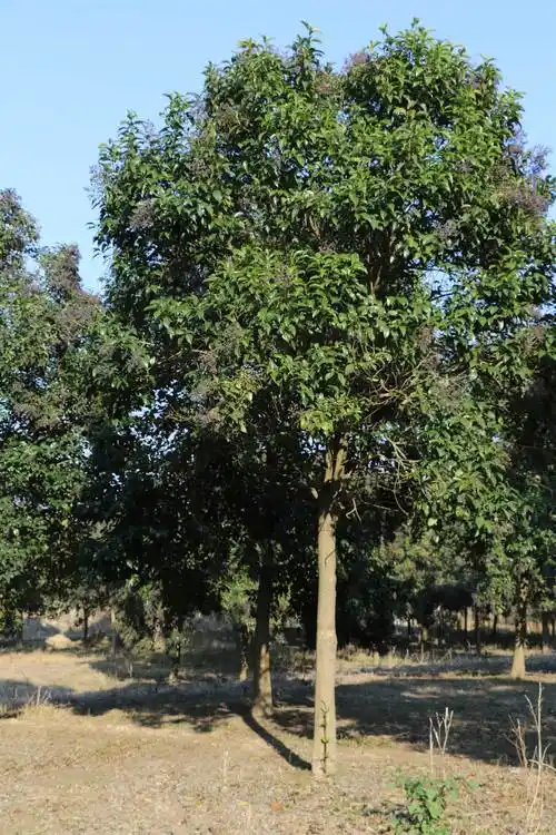 四季常青丛生大叶女贞工程高杆乔木园林观赏绿化树