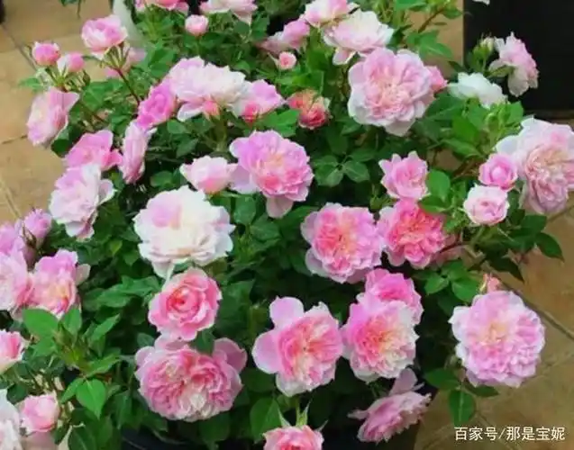 幸福之门是法国戴尔巴德培育的一款微型月季.