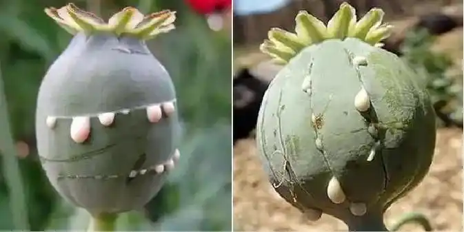 教你辨别罂粟和虞美人,不要傻傻分不清!