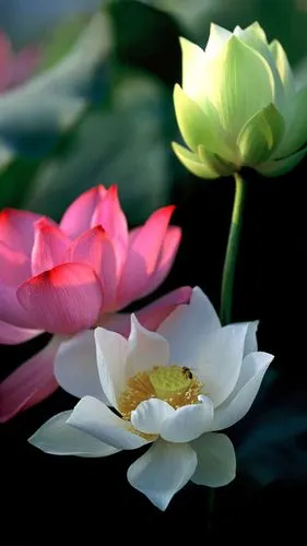 仲夏时节荷花盛开