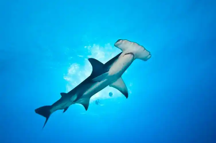 鲨鱼保护宣传日从惧怕到正视鲨鱼保护需要你