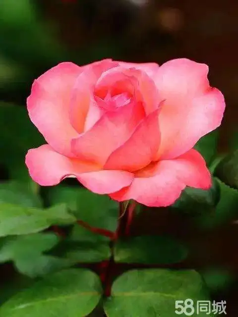 美容师_厦门市湖里区林辉辉日用品店招聘信息 - 厦门58同城