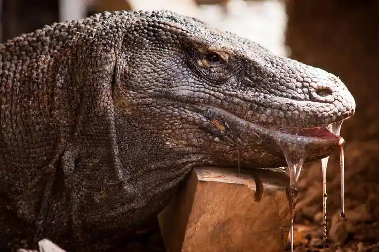 原创地球上最大的蜥蜴科莫多巨蜥