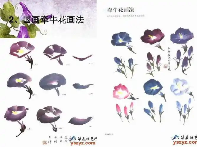 2,国画牵牛花画法