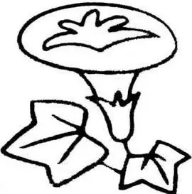 牵牛花花藤简笔画