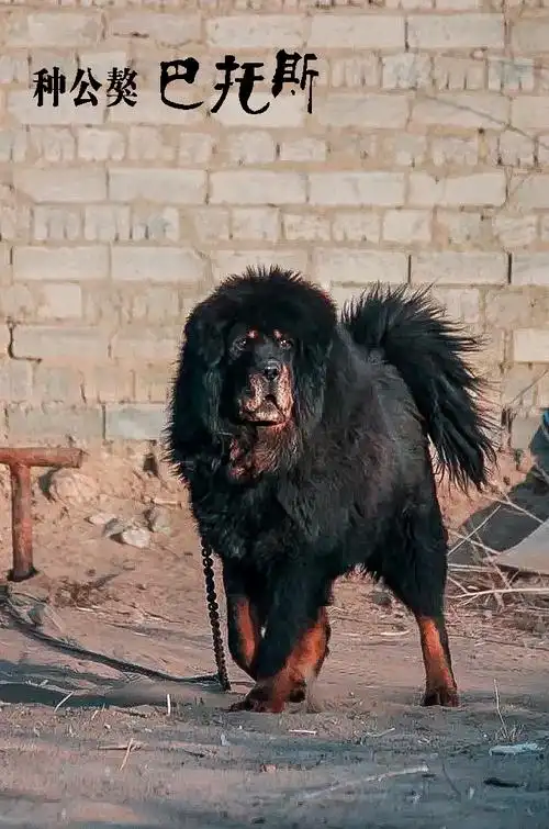 犬中之王【藏獒】