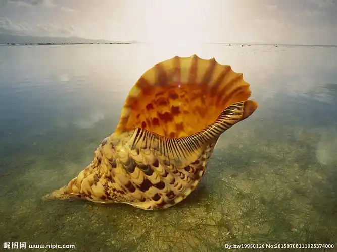 海螺 贝壳摄影图__海洋生物_生物世界_摄影图库_昵图网nipic.com