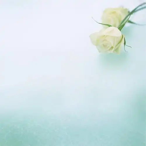 清新淡雅的唯美花朵背景图片大全分享