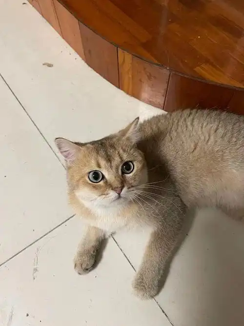 1岁英短25色金渐层,借配500元