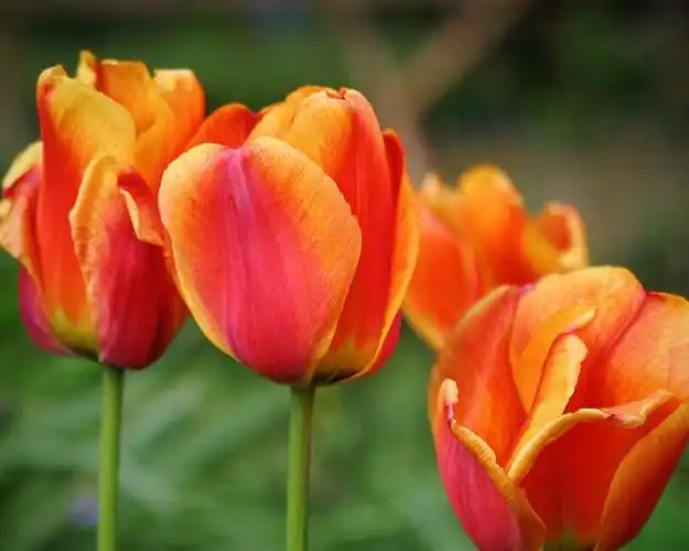 描述: 郁金香-美丽鲜花高清壁纸 当前壁纸尺寸: 1280 x 1024